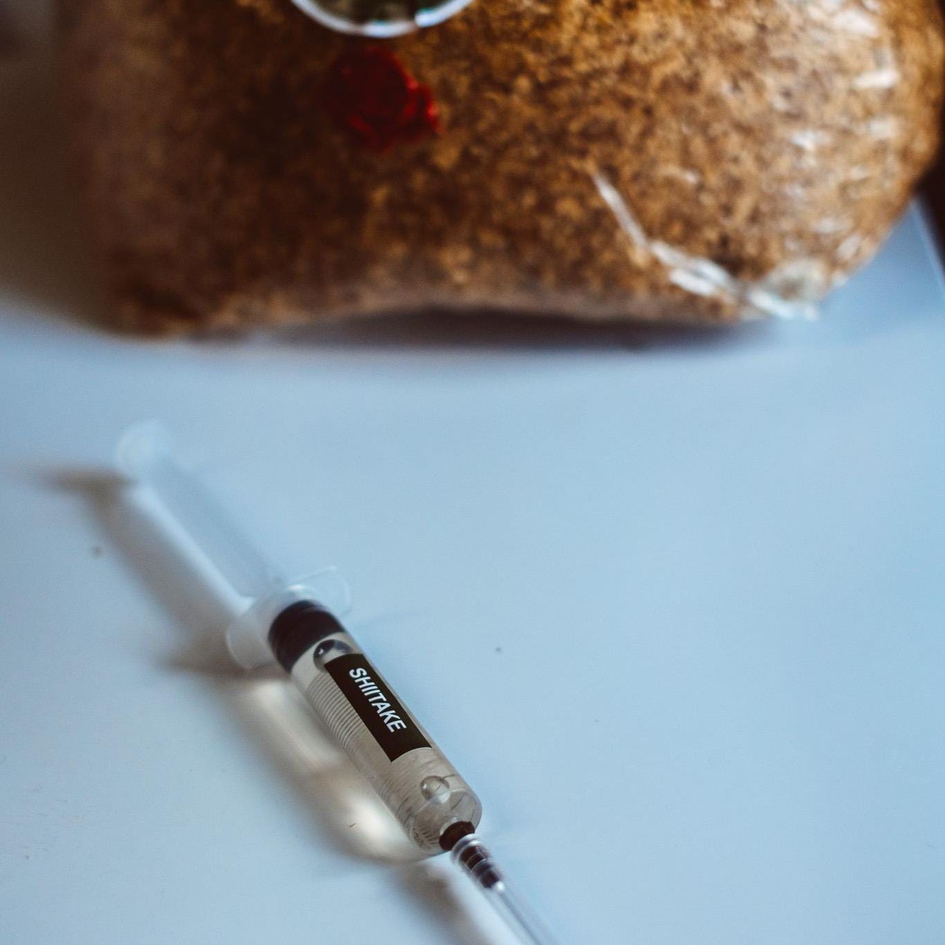 5 šitake grybų skystosios kultūros – 10 ml švirkštai | Lentinula edodes | Grybų grybiena dideliam kiekiui auginimui