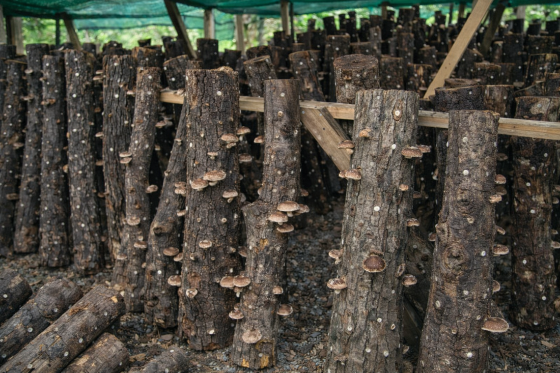 Best Wood Logs for Shiitake Plug Spawn in Europe