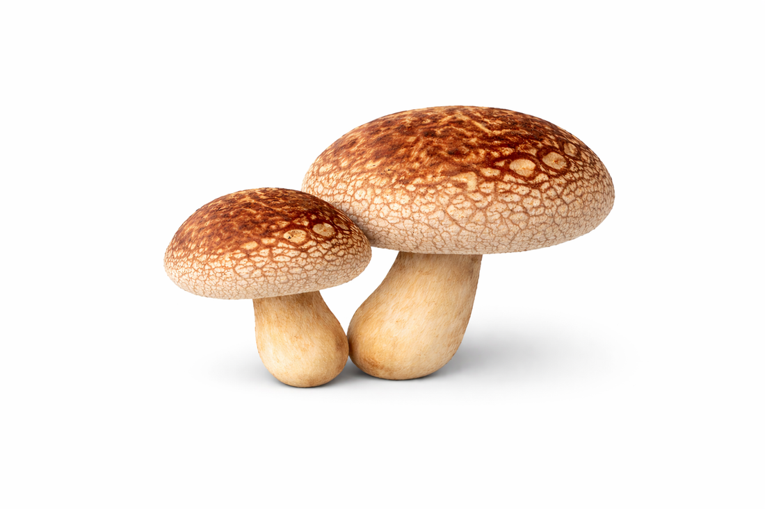 Indoor vs Outdoor Shiitake Cultivation – Which Is Better?