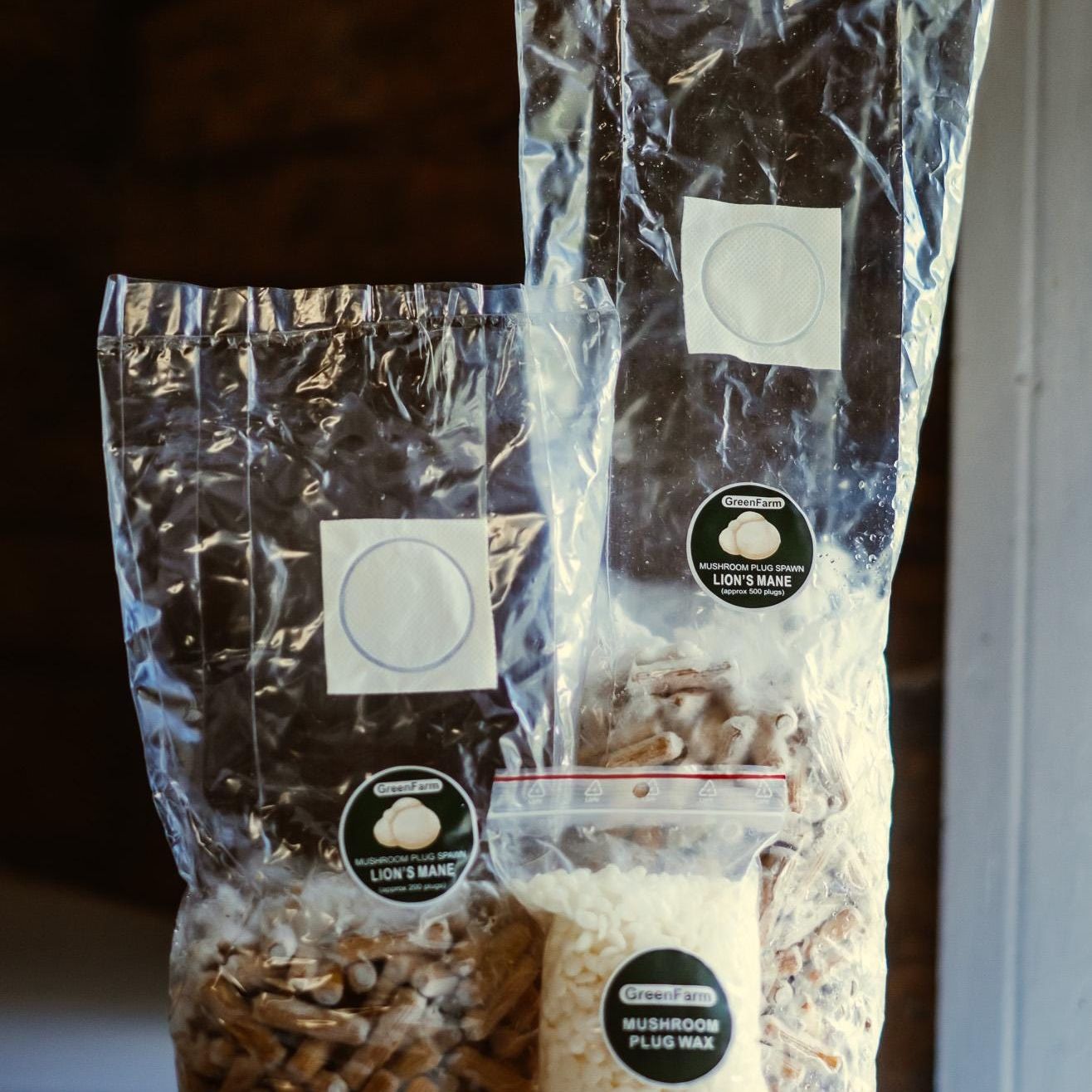 Lion's Mane 200 Mushroom Plug Spawn: Grow Your Own Hericium erinaceus