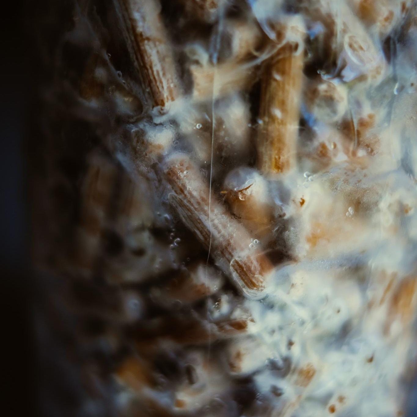 Lion's Mane 200 Mushroom Plug Spawn: Grow Your Own Hericium erinaceus
