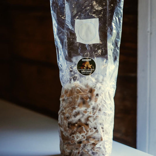 Šiitake grybų ikrų rinkinys 500 vnt.: medinių rąstų auginimo rinkinys