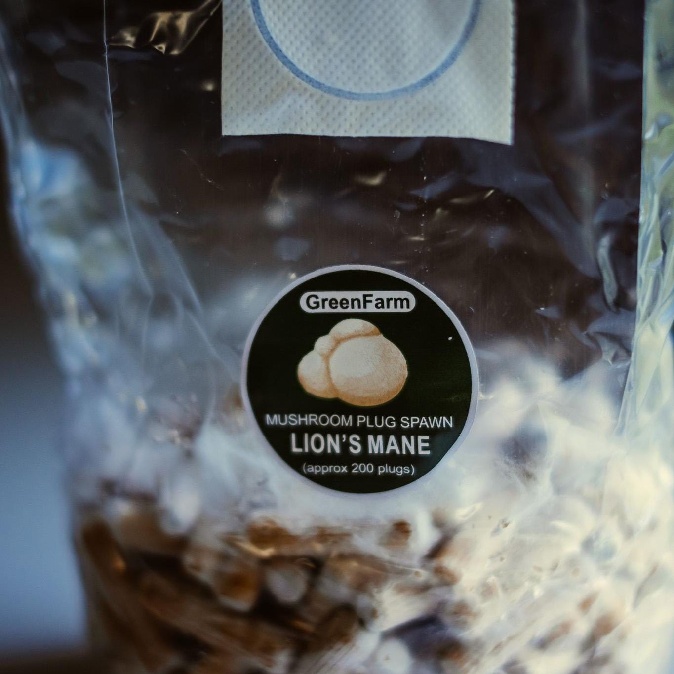 Lion's Mane 200 Mushroom Plug Spawn: Grow Your Own Hericium erinaceus
