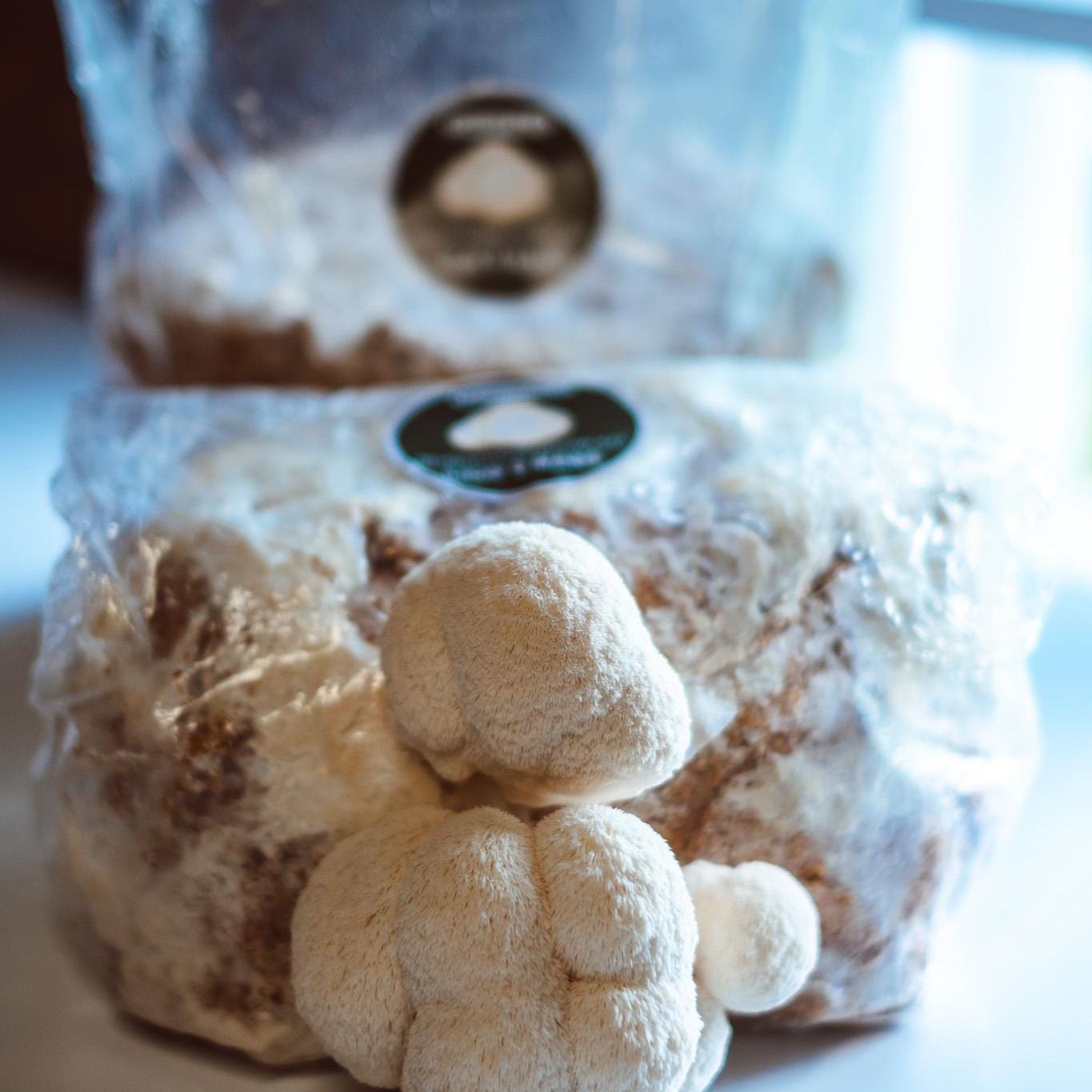 5x Lion’s Mane Liquid Culture – 10ml Syringes | Hericium erinaceus | Mushroom Mycelium for Home Growing