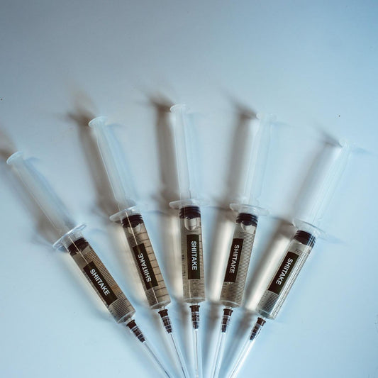 5 šitake grybų skystosios kultūros – 10 ml švirkštai | Lentinula edodes | Grybų grybiena dideliam kiekiui auginimui