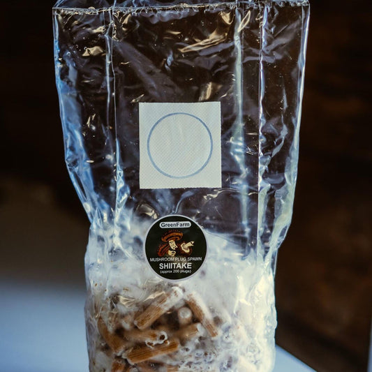 Šiitake grybų užauginimas 200 vnt.: užsiauginkite savo gurmaniškų grybų