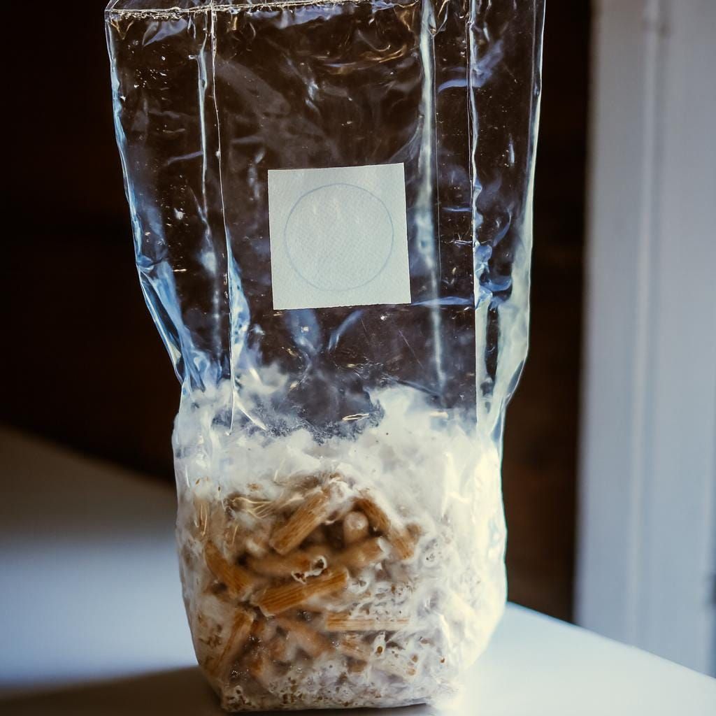 Auginkite austrių grybus | Išsamus vadovas auginimui patalpose ir lauke | Rąstai, šiaudai, skystoji kultūra | 41 puslapio PDF