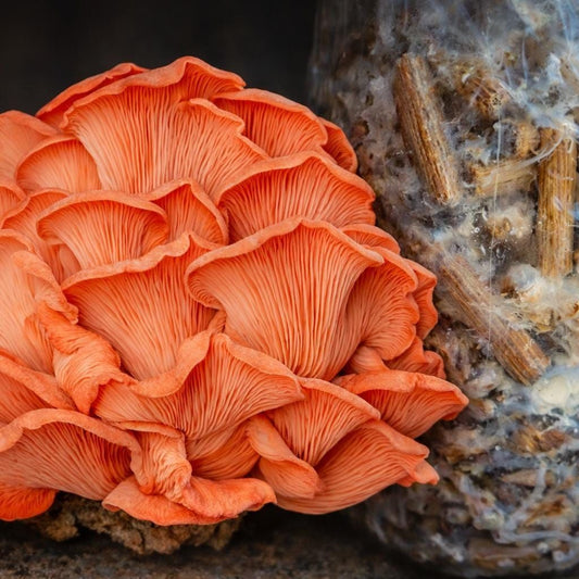 Rožinių austrių grybų ikrų rinkinys, 200 vnt. | Užsiaugink savo gurmaniškus grybus | Medinių rąstų skiepijimo rinkinys