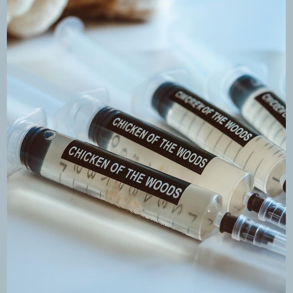 „Chicken of the Woods“ skystos kultūros švirkštai 5 x 10 ml | Laetiporus sulphureus | Gurmaniški grybai