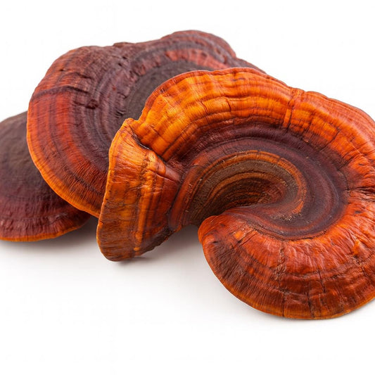 Raudonųjų Reishi grybų skystos kultūros švirkštai 5x10ml | Ganoderma lucidum | Funkcinis gurmaniškas grybas