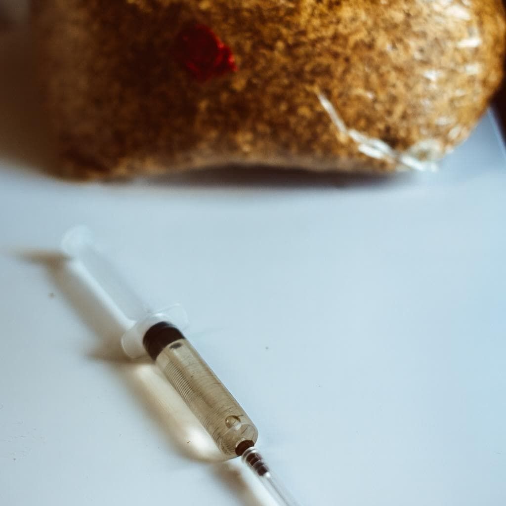 Auksinių austrių skystos kultūros švirkštai 10 x 10 ml | Pleurotus citrinopileatus gurmaniški grybai, auginantys grybus namuose, pradedantiesiems, sode