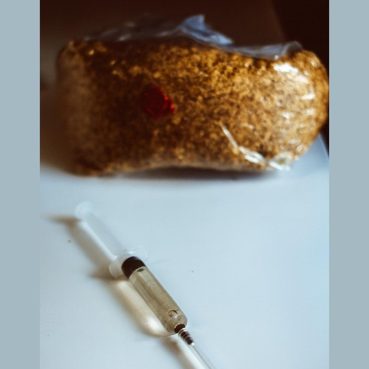 Auksinių austrių skystoji kultūra 5x10ml | Pleurotus citrinopileatus | Gurmaniškų grybų auginimo rinkinys pradedantiesiems sodininkams, dovana mikologijai