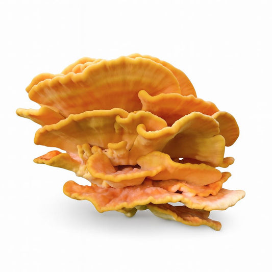 „Chicken of the Woods“ skystos kultūros švirkštai 5 x 10 ml | Laetiporus sulphureus | Gurmaniški grybai