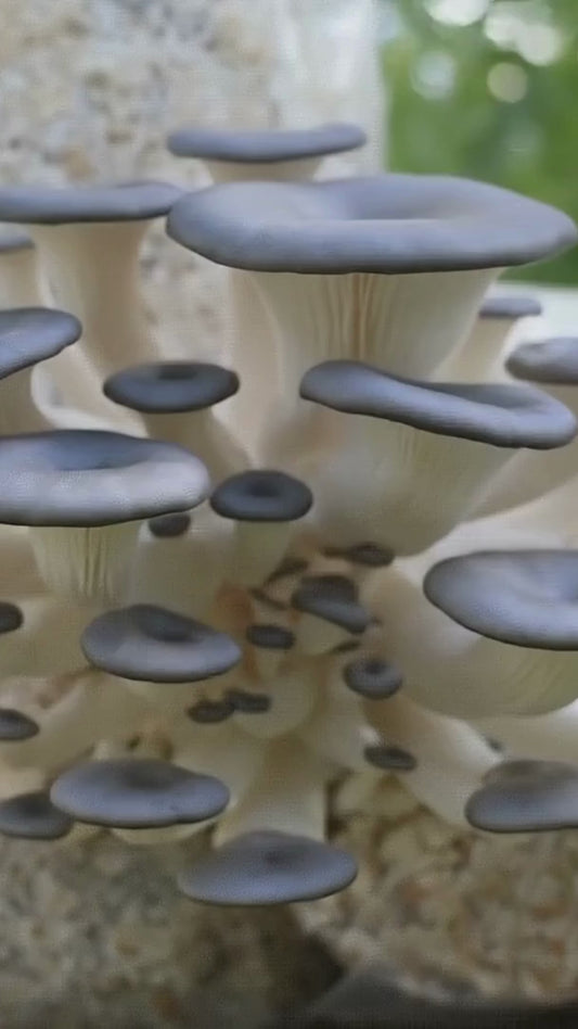 Auginkite austrių grybus | Išsamus vadovas auginimui patalpose ir lauke | Rąstai, šiaudai, skystoji kultūra | 41 puslapio PDF